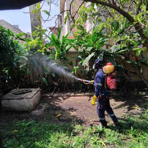 backyard-shrubs-fumigation